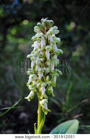 Barlia Robertiana Wild Macro Flower Orchidaceae Family Background Wallpaper Fine Prints Products
