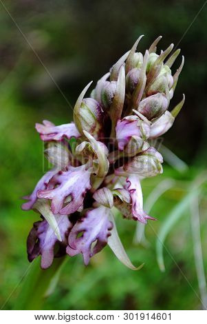 Barlia Robertiana Wild Macro Flower Orchidaceae Family Background Wallpaper Fine Prints Products