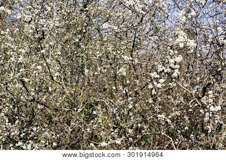 Background Of The Bushes Of Blooming Blackthorn