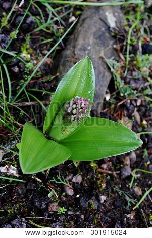 Barlia Robertiana Wild Macro Flower Orchidaceae Family Background Wallpaper Fine Prints Products
