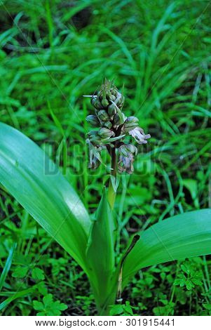 Barlia Robertiana Wild Macro Flower Orchidaceae Family Background Wallpaper Fine Prints Products