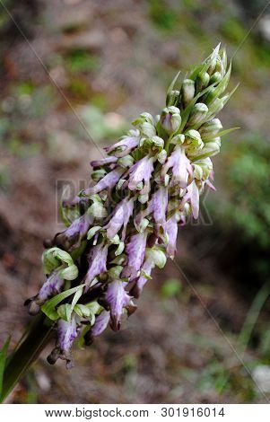 Barlia Robertiana Wild Macro Flower Orchidaceae Family Background Wallpaper Fine Prints Products