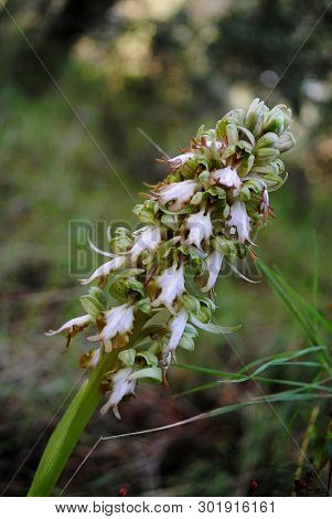 Barlia Robertiana Wild Macro Flower Orchidaceae Family Background Wallpaper Fine Prints Products
