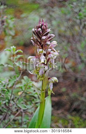 Barlia Robertiana Wild Macro Flower Orchidaceae Family Background Wallpaper Fine Prints Products