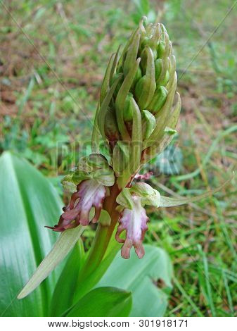 Barlia Robertiana Wild Macro Flower Orchidaceae Family Background Wallpaper Fine Prints Products