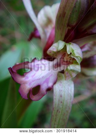 Barlia Robertiana Wild Macro Flower Orchidaceae Family Background Wallpaper Fine Prints Products