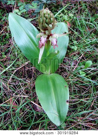 Barlia Robertiana Wild Macro Flower Orchidaceae Family Background Wallpaper Fine Prints Products