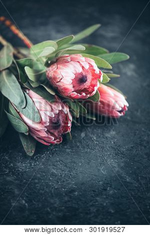 Protea flowers bunch. Blooming Pink King Protea Plant over dark background. Extreme closeup. Holiday gift, bouquet, buds. One Beautiful fashion flower macro shot. Valentine's Day gift