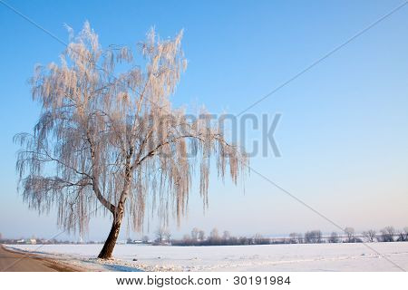 Winter Birch