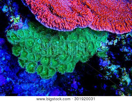 Green Toxic Parazoanthus Colony In Coral Reef Aquarium