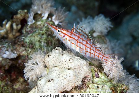 Longnose hawkfish (oxycirrhites typus), de Vörös-tengeren.