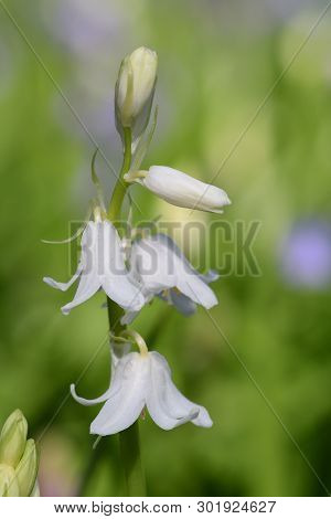 Close Up Of A White Bluebell (hyacinhoides Non-scripta) Flower In Bloom