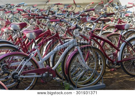 Rent Of Bicycles. Tours, Bird Watching, Park Excursion. Active Rest And Recreation In Agamon Hula, I