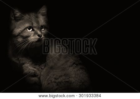 Desert Cat In Sepia Colour On Black Background. Proposal For Design And With Place For Your Text.