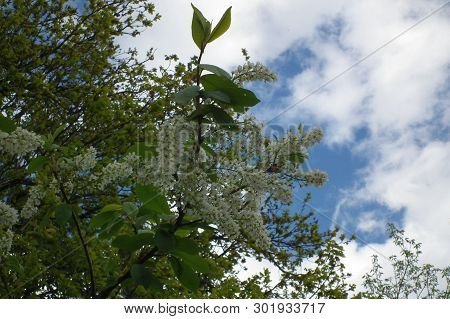 Spring Floral Landscape.. Spring Flowers
Cherry Blossoms In Spring Against The Blue Sunny Sky.
White