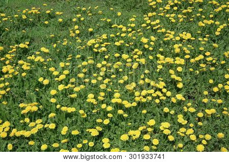 Spring Landscape With Blooming Flowers . A Clearing Filled With Blooming Dandelions