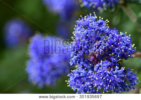 Macro Shot Of A Californian Lilac (ceanothus) Flower In Bloom