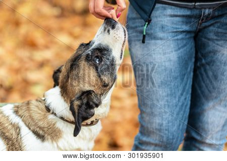 The Dog Takes The Treat From The Hands Of The Mistress On A Walk In The Autumn Forest