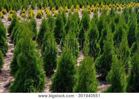 Plant Nursery. Outdoor Garden Store Center With Young Seedlings. Thuja And Cedar.