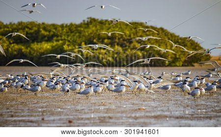 The Group Of Sandwich Terns In Seabird Parks And Reserves Of Senegal, Africa. They Are Standing In T