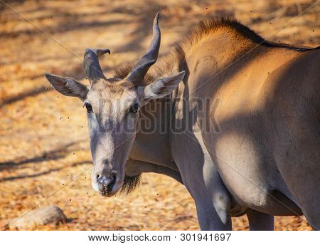Close Up Photo Of Female Giant Eland, Known As The Lord Derby Eland In The Bandia Reserve, Senegal. 
