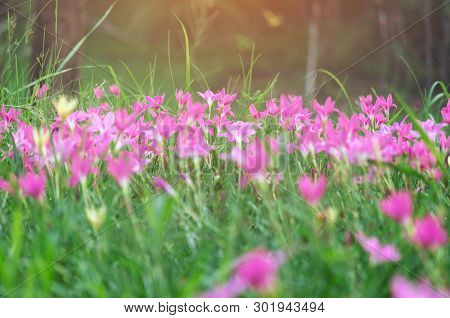 Pink Flowers In A Pastel-style Flower Garden