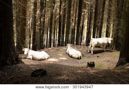 Free-range White Cows In The Forest. Gorbea National Park, Basque Country, Spain.