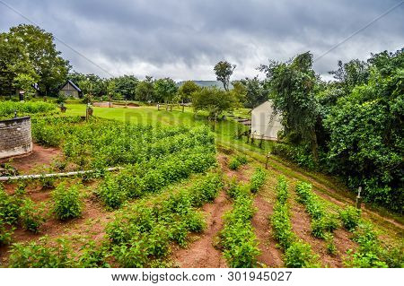 Mulberry Leaves And Plant Cultivation In A Farm In Sabie Graskop Mpumalanga South Africa
