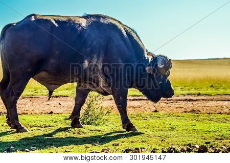 African Cape Buffalo Portrait In A Nature Reserve In Johannesburg South Africa