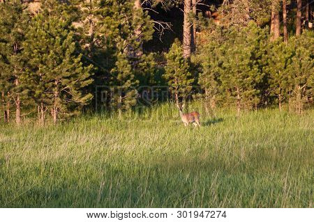A Female Deer Standing The The Late Afternoon Shunshine At The Edge Of A Pine Tree Forest In South D