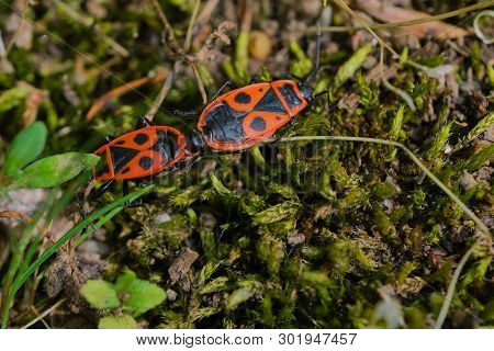 Firebugs Mating Close Up Or Macro. Two Firebugs Connected Together, Pyrrhocoris Apterus