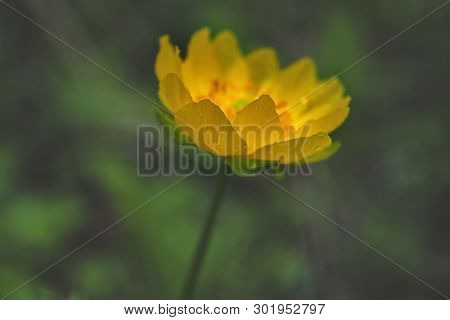 Spring Flowers On A Blurred Background. The Globeflower. Yellow Flowers Trollius Or Globeflower.