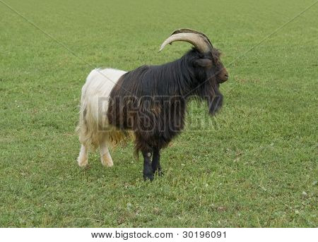Wallis Blackneck geit