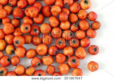 Hawthorn Fruit, Red Hawthorn And Human Health, The Healing Hawthorn Fruit,