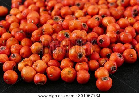 Red Hawthorn Fruit, On Black Background
Medicinal Fruit Red Hawthorn, Alternative Medicine And Hawth