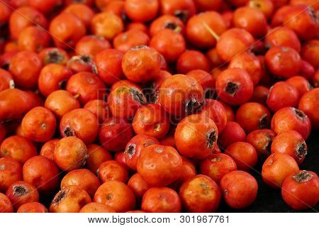 Red Hawthorn Fruit, On Black Background
Medicinal Fruit Red Hawthorn, Alternative Medicine And Hawth