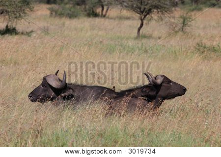 Dva Cape Buffalo