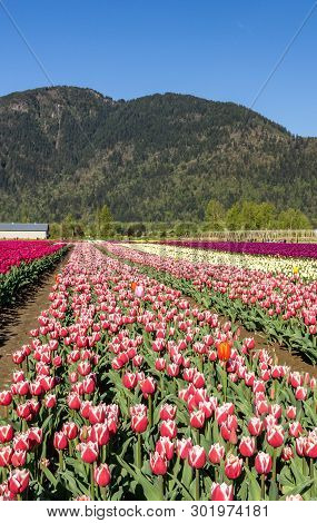 Chilliwack, Canada - April 20, 2019: Big Tulip Flower Field At The Chilliwack Tulip Festival In Brit