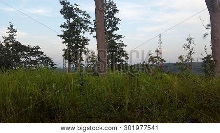Landscape, Nature, Cloud, View, Tree, Afternoon, Grass