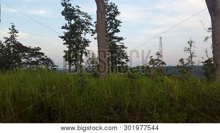 Landscape, Nature, Cloud, View, Tree, Afternoon, Grass