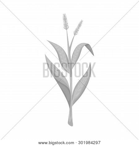 Vector Design Of Sweet And Corn Symbol. Collection Of Sweet And Botanical Stock Vector Illustration.