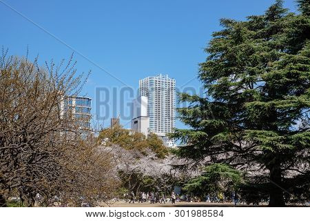 Shinjuku Gyoen, Tokyo, Japan - April 3, 2019: People Enjoy The Spring Cherry Blossoms In Shinjuku Gy