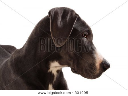 Store danskere hund