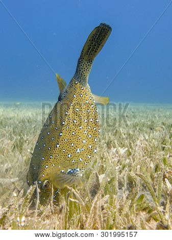 Yellow Boxfish Searching For Food On The Seagrass In Dahab, Egypt