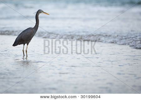 Western Reef Heron (Egretta Gularis)