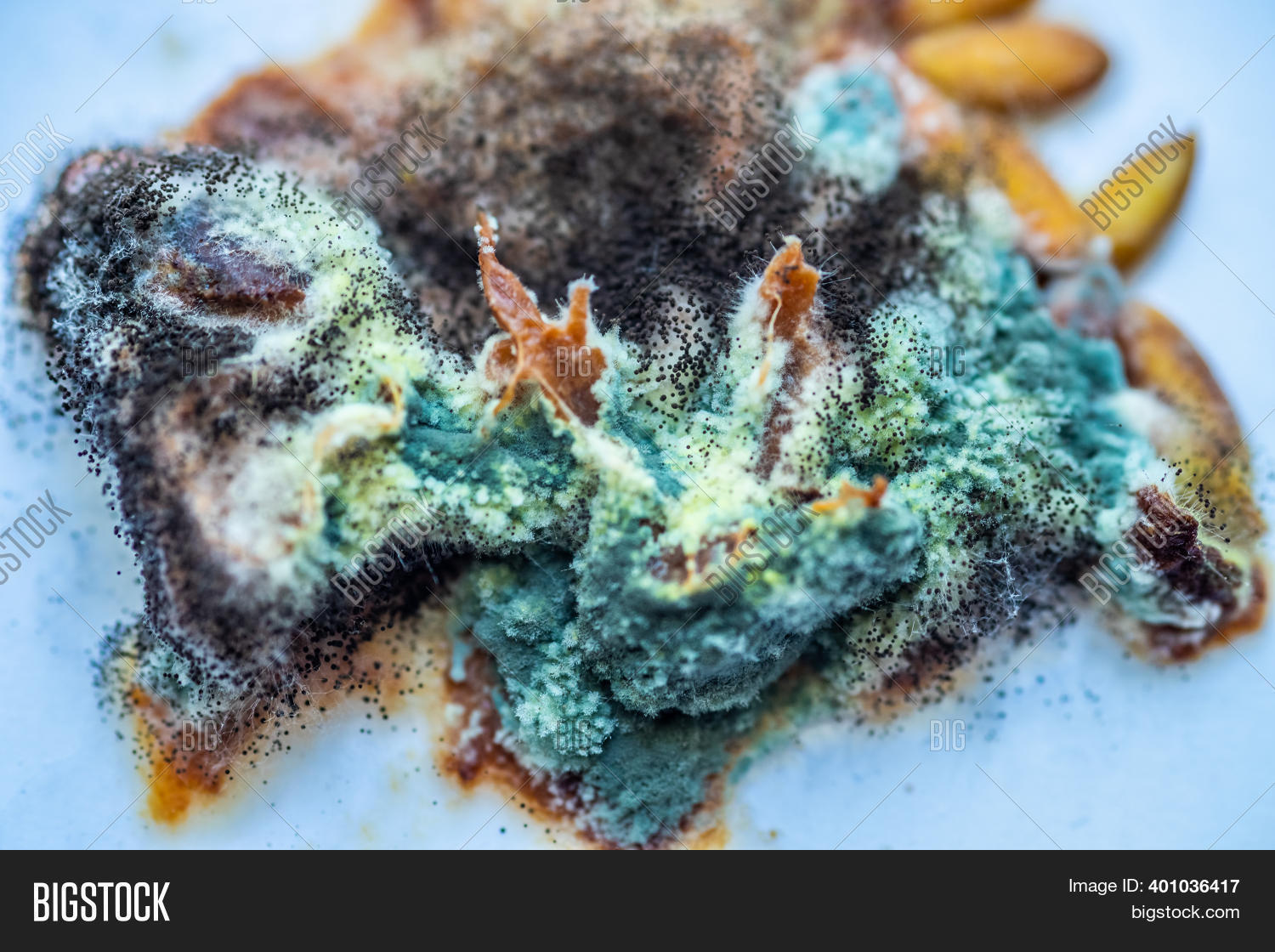 White Mold Growing On Image & Photo (Free Trial) Bigstock