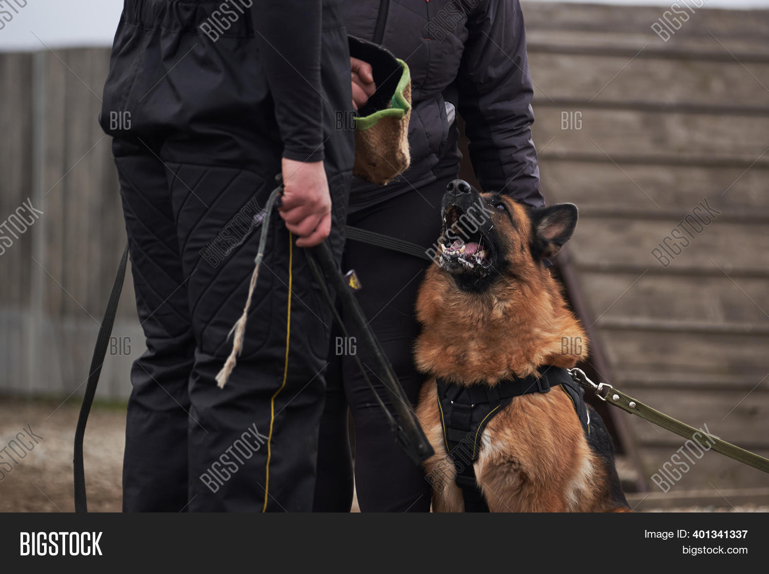 Dog Protects Owner Image & Photo (Free Trial) Bigstock