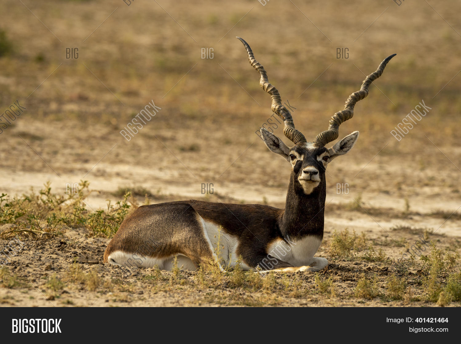 Long Horned Blackbuck Image &amp; Photo (Free Trial) | Bigstock