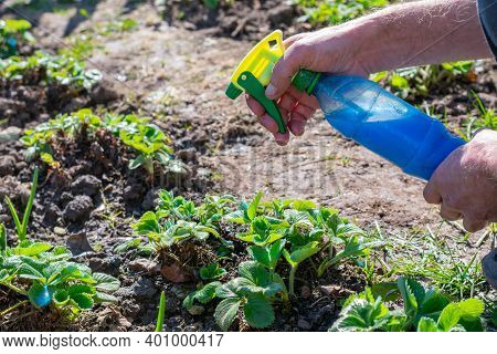 Garden Bed Of Strawberry Bushes In Fruit Farm Are Sprayed By Bordeaux Mixture (bordo Mix) To Prevent