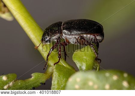 Adult June Beetle